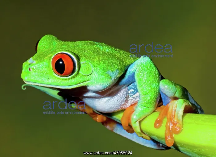 : Red Eye Tree Frog : Red Eye Tree Frog