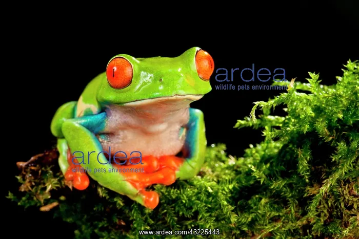 : Red Eye Treefrog, Agalychnis callidryas : Red Eye Treefrog, Agalychnis callidryas