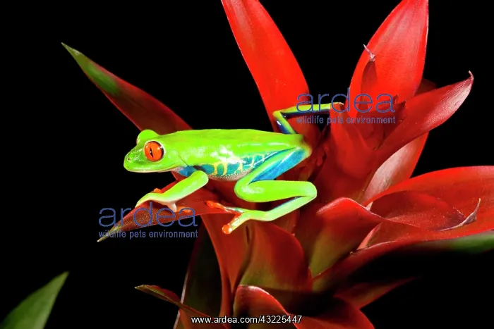: Red Eye Treefrog, Agalychnis callidryas : Red Eye Treefrog, Agalychnis callidryas