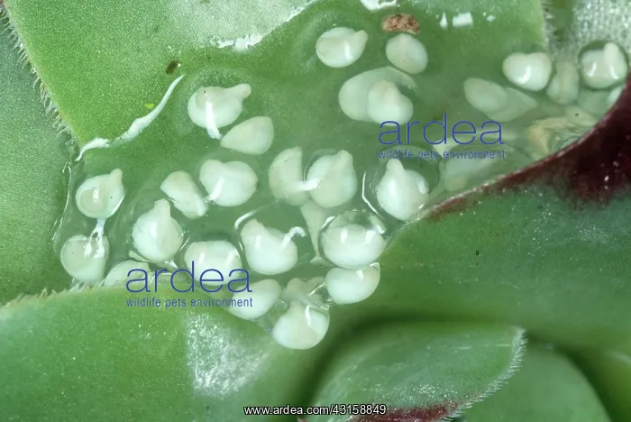 : Red-Eye Treefrog Tadpoles : Red-Eye Treefrog Tadpoles