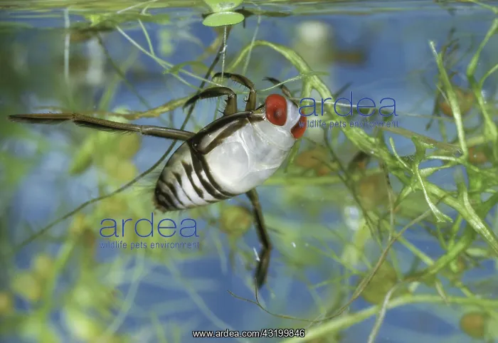 : Red-Eyed Backswimmer : Red-Eyed Backswimmer