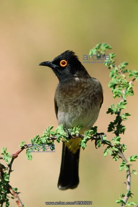 : Red-eyed Bulbul : Red-eyed Bulbul