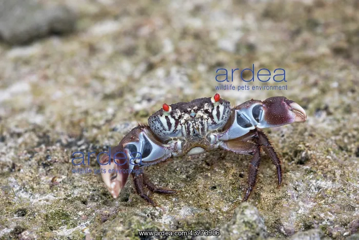 : Red Eyed Crab - Maldives : Red Eyed Crab - Maldives