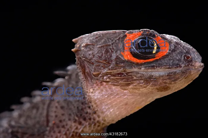 : red-eyed crocodile skink (Tribolonotus gracilis) : red-eyed crocodile skink (Tribolonotus gracilis)