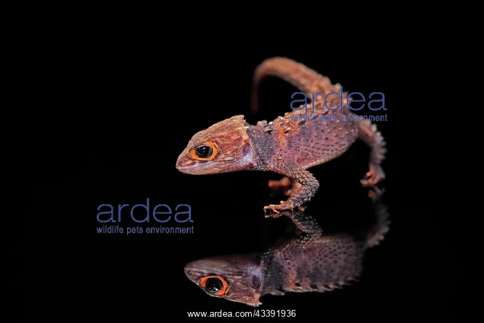 : Red-eyed crocodile skink (Tribolonotus gracilis) : Red-eyed crocodile skink (Tribolonotus gracilis)