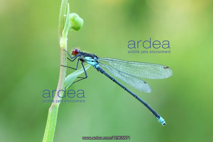 : Red Eyed Damselfly - male resting on vegetation - July : Red Eyed Damselfly - male resting on vegetation - July