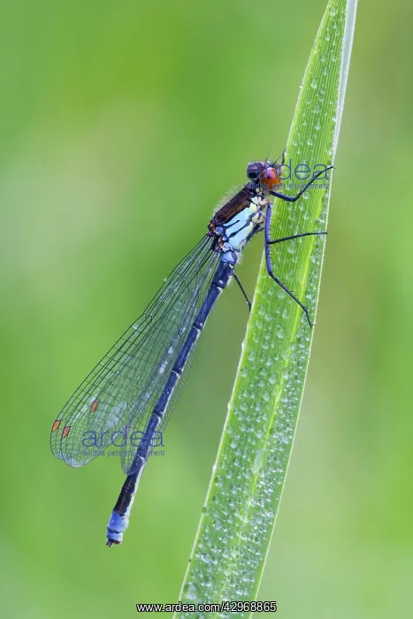 : Red Eyed Damselfly - male resting on Yellow Flag : Red Eyed Damselfly - male resting on Yellow Flag