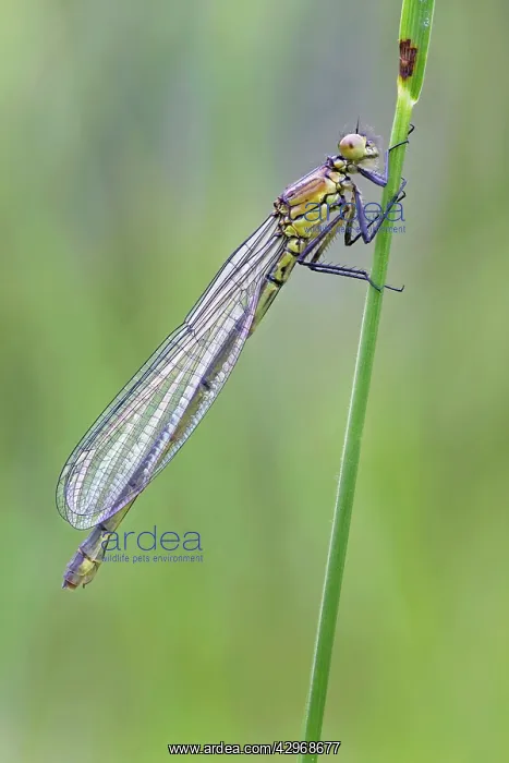 : Red Eyed Damselfly - newly emerged and still in : Red Eyed Damselfly - newly emerged and still in