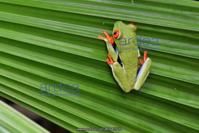 : Red-eyed / Gaudy Leaf Treefrog : Red-eyed / Gaudy Leaf Treefrog