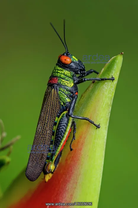  : Red-eyed Grasshopper, on Heliconia flower, Rio Claro