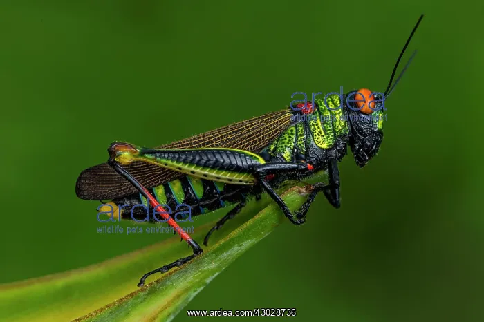  : Red-eyed Grasshopper, on Heliconia flower, Rio Claro