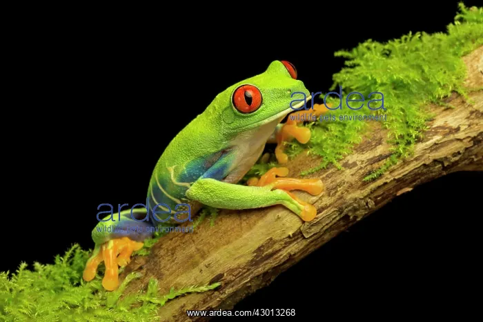  : Red-eyed Green Tree Frog on a mossy stick