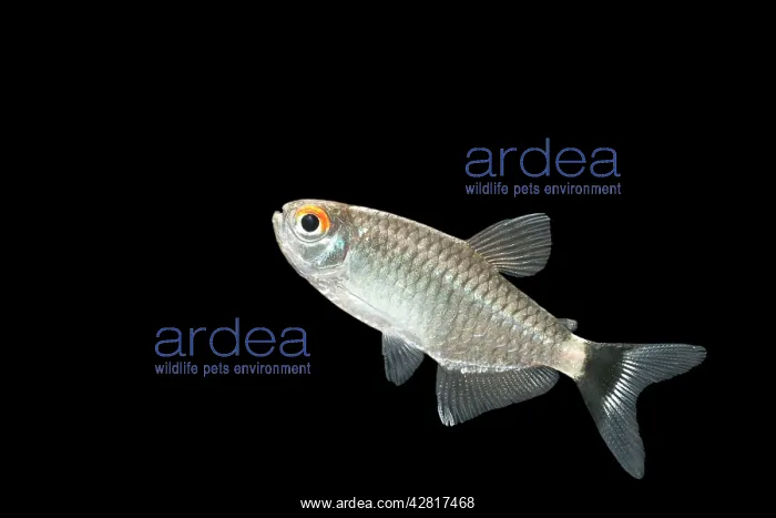 : Red-eyed Tetra Fish : Red-eyed Tetra Fish