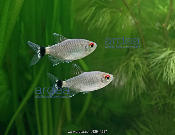  : Red-eyed tetra  /  Yellow-banded moenkhausia - side