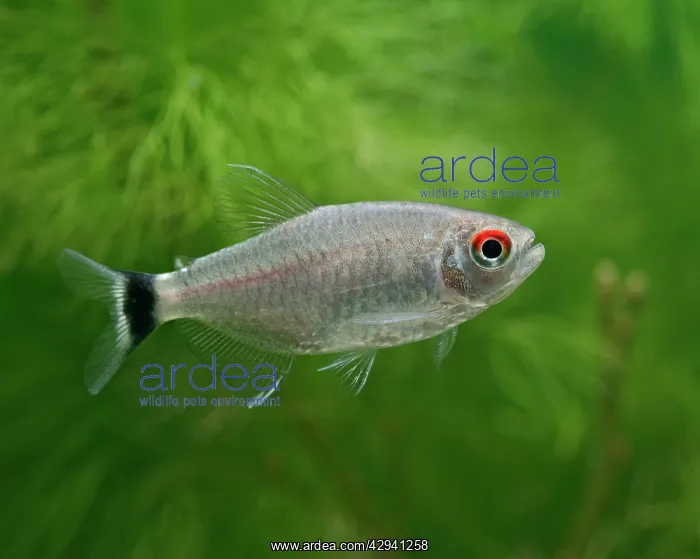 : Red-eyed tetra / Yellow-banded moenkhausia - side : Red-eyed tetra / Yellow-banded moenkhausia - side