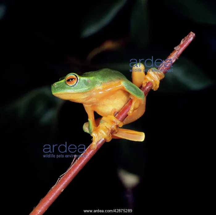 : Red-eyed Tree Frog : Red-eyed Tree Frog