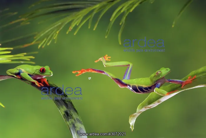 : Red-Eyed Tree Frog : Red-Eyed Tree Frog