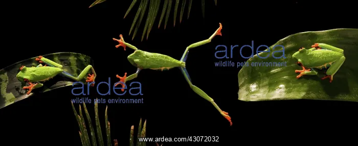 : Red-Eyed Tree Frog : Red-Eyed Tree Frog