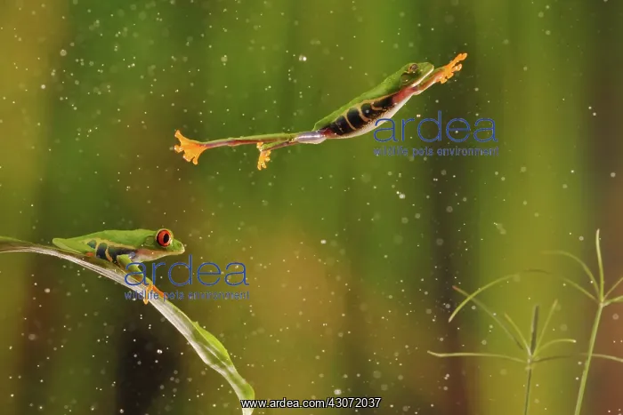 : Red-Eyed Tree Frog : Red-Eyed Tree Frog
