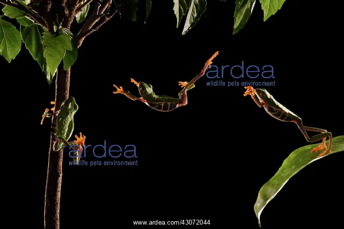 : Red-Eyed Tree Frog : Red-Eyed Tree Frog