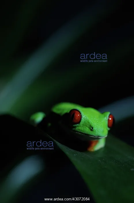 : Red eyed tree frog : Red eyed tree frog