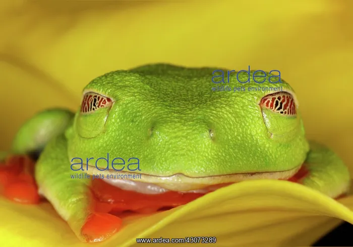 : Red-eyed Tree Frog : Red-eyed Tree Frog