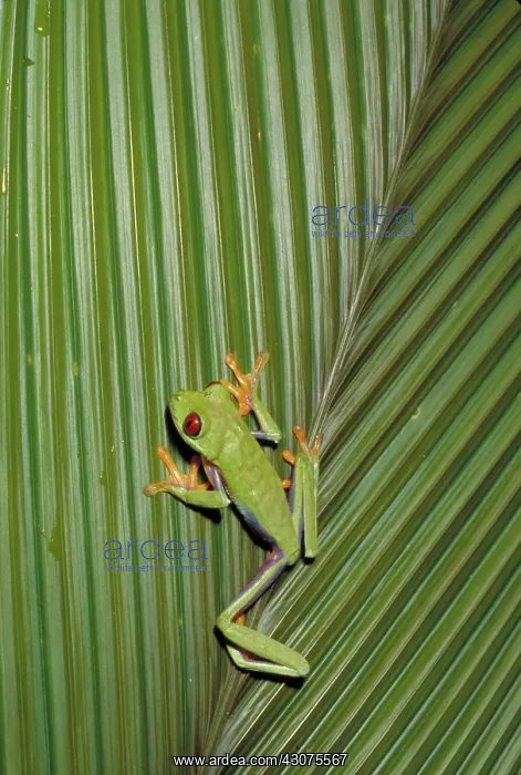 : Red eyed tree frog : Red eyed tree frog