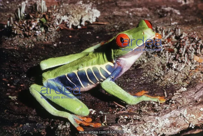 : Red-eyed Tree Frog : Red-eyed Tree Frog