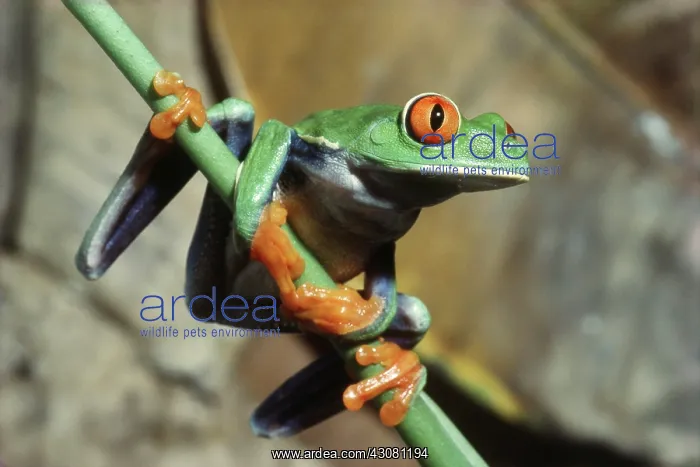 : Red-eyed Tree Frog : Red-eyed Tree Frog