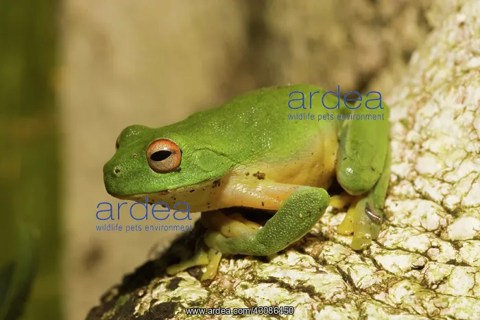 : Red-eyed Tree Frog : Red-eyed Tree Frog