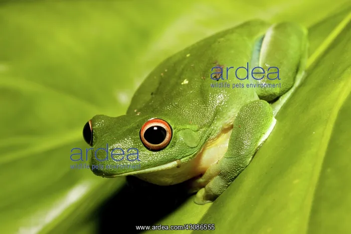 : Red-eyed Tree Frog : Red-eyed Tree Frog