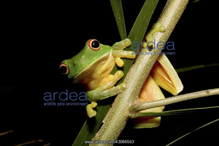 : Red-eyed Tree Frog : Red-eyed Tree Frog