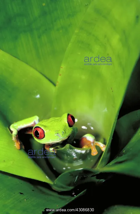 : Red eyed tree frog : Red eyed tree frog