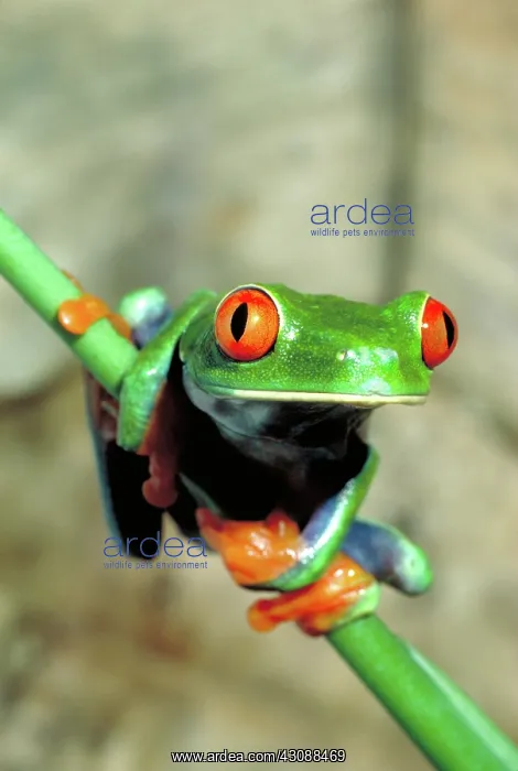 : Red eyed tree frog : Red eyed tree frog