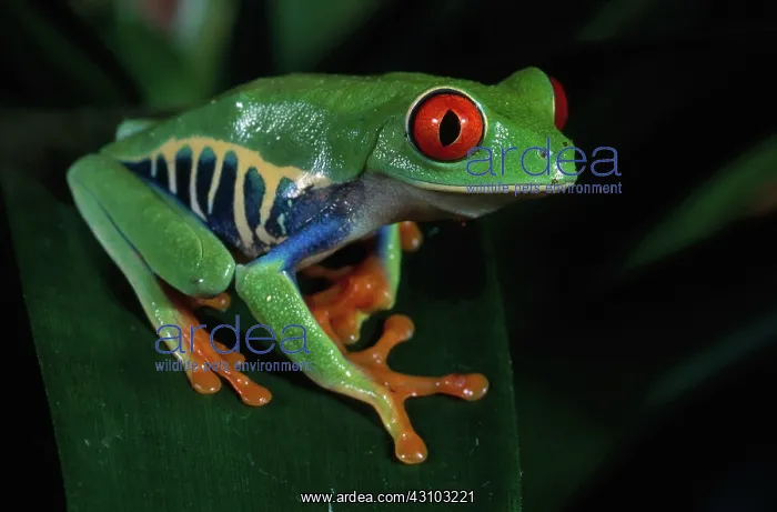 : Red-Eyed Tree Frog : Red-Eyed Tree Frog