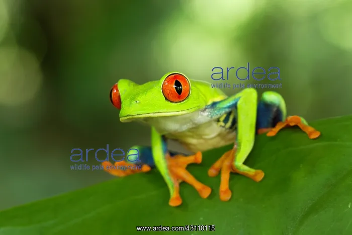 : Red-eyed Tree Frog : Red-eyed Tree Frog