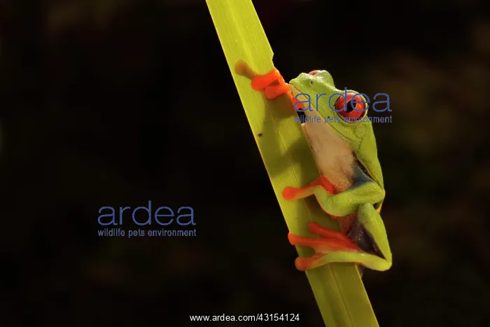 : Red-eyed Tree Frog : Red-eyed Tree Frog