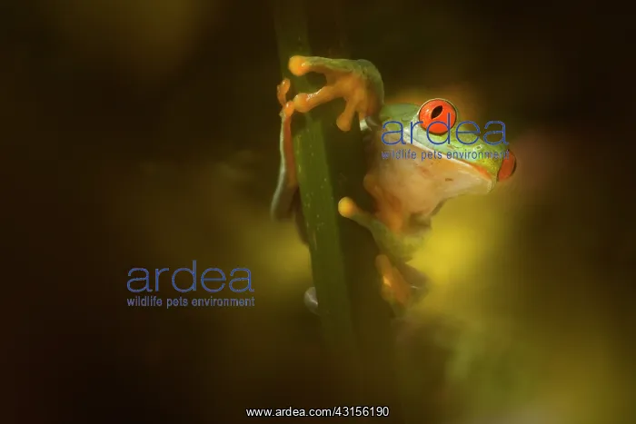: Red-eyed Tree Frog : Red-eyed Tree Frog