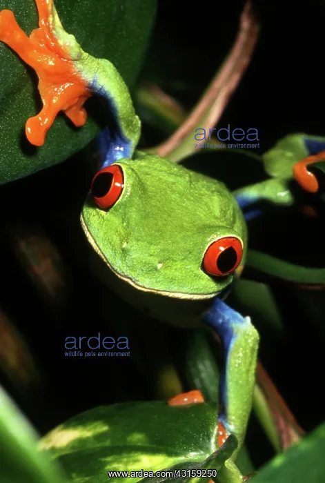 : Red-eyed Tree Frog : Red-eyed Tree Frog