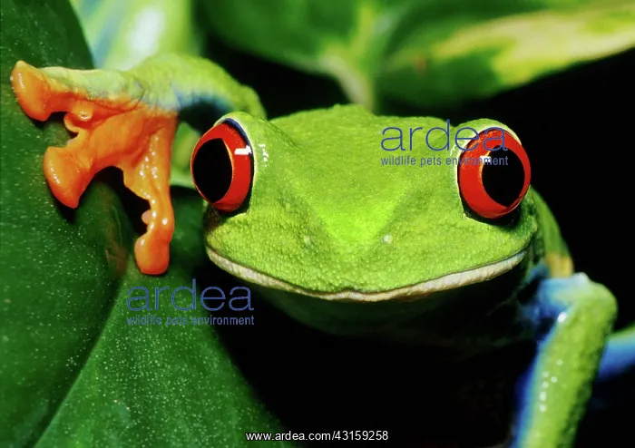 : Red-eyed Tree Frog : Red-eyed Tree Frog