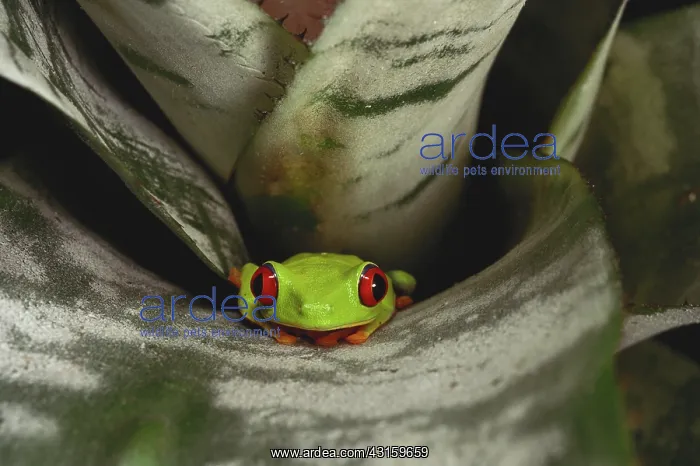 : Red-Eyed Tree Frog : Red-Eyed Tree Frog
