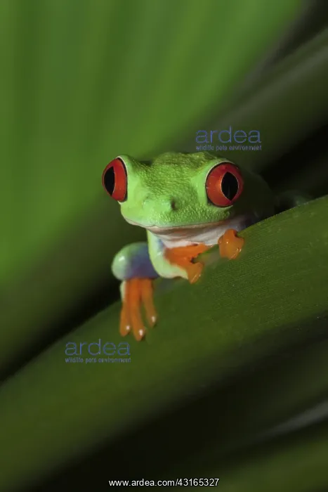 : Red-eyed Tree Frog : Red-eyed Tree Frog