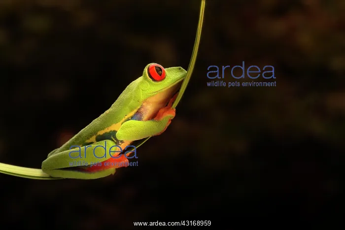 : Red-eyed Tree Frog : Red-eyed Tree Frog