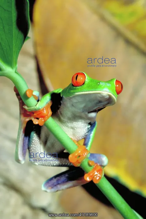 : Red eyed tree frog : Red eyed tree frog