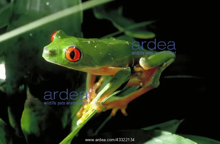: Red eyed tree frog : Red eyed tree frog