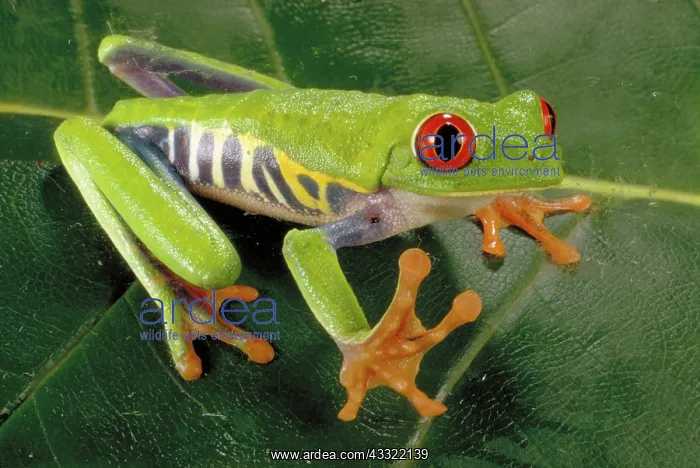 : Red eyed tree frog : Red eyed tree frog