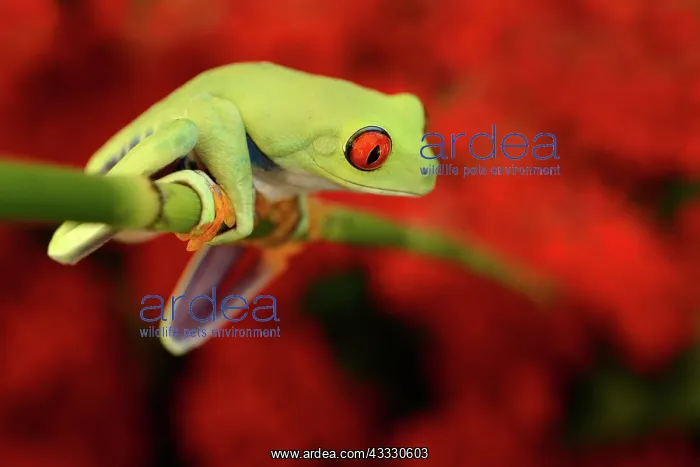 : Red-eyed Tree Frog : Red-eyed Tree Frog