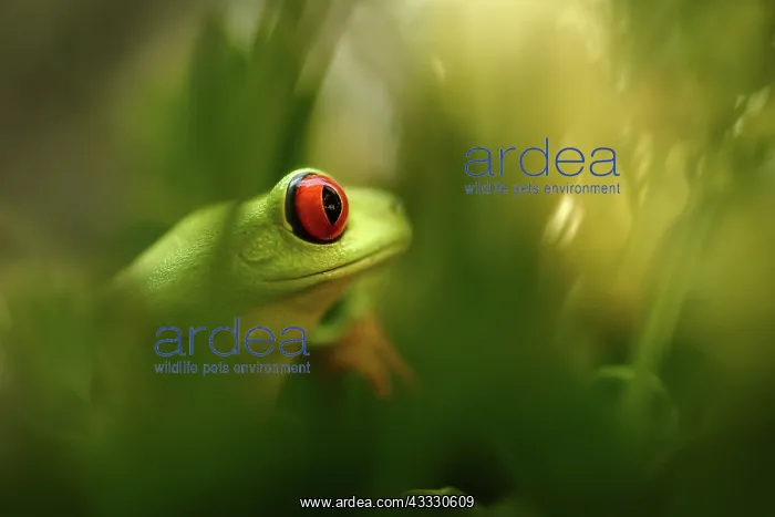 : Red-eyed Tree Frog : Red-eyed Tree Frog