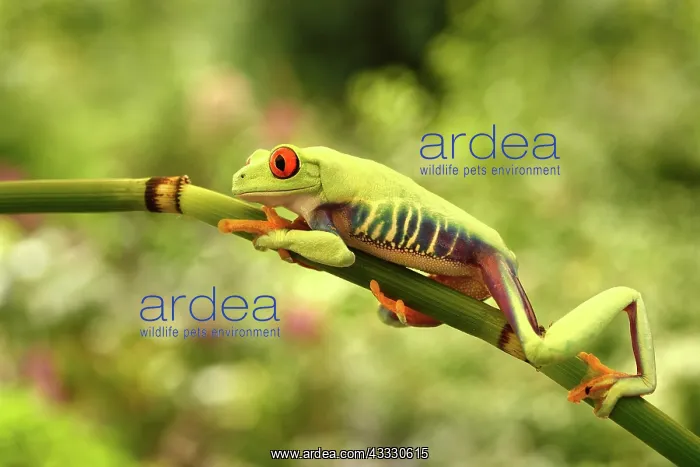 : Red-eyed Tree Frog : Red-eyed Tree Frog