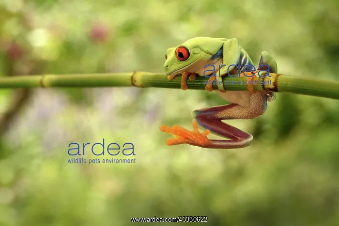: Red-eyed Tree Frog : Red-eyed Tree Frog